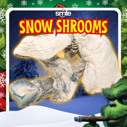 SNOW SHROOMS 🍄