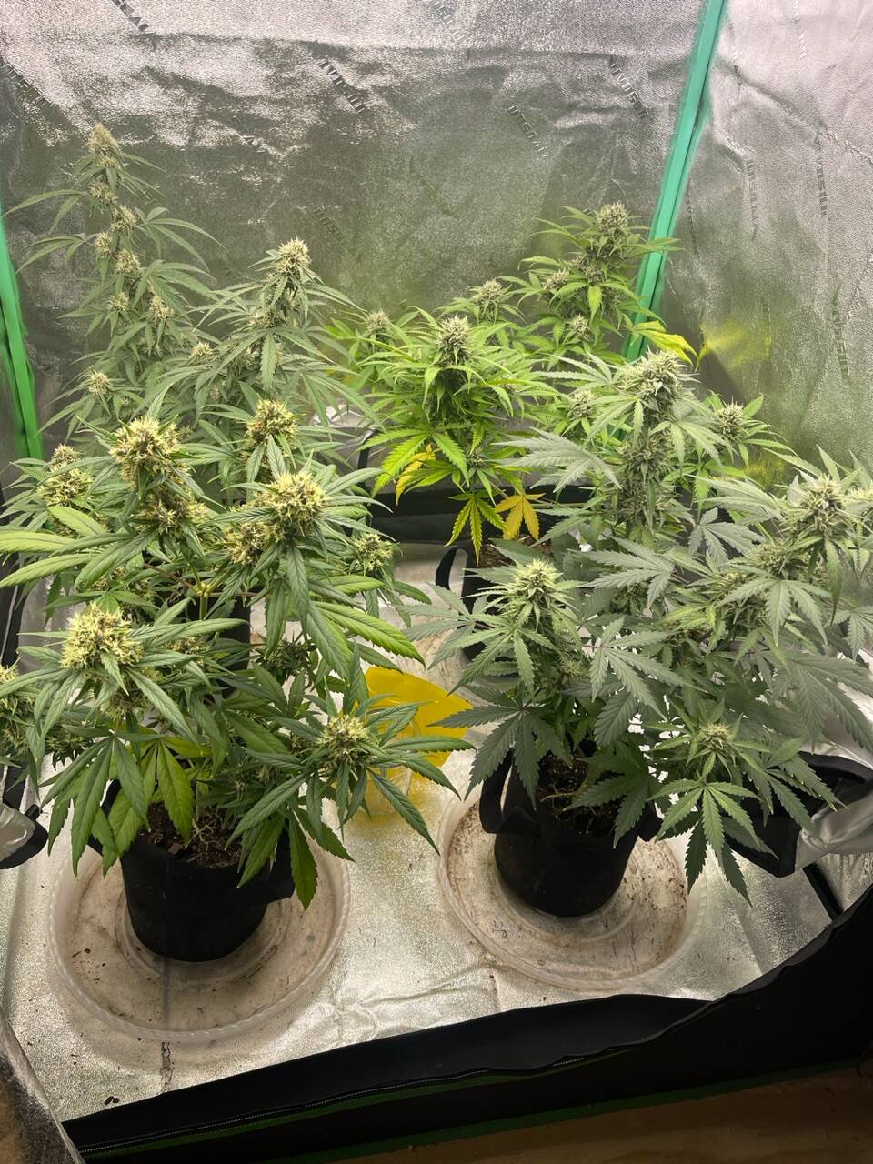 🏎️tokyo rush og