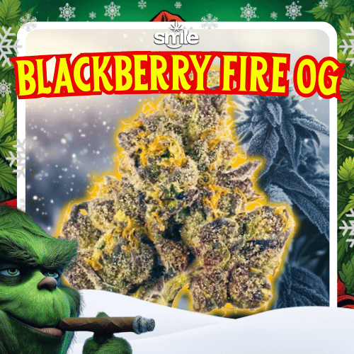 BLACKBERRY FIRE OG 🔥