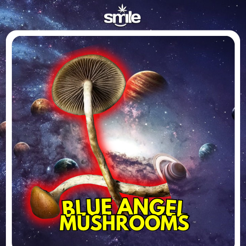 🍄🔹 BLUE ANGEL MUSHROOMS