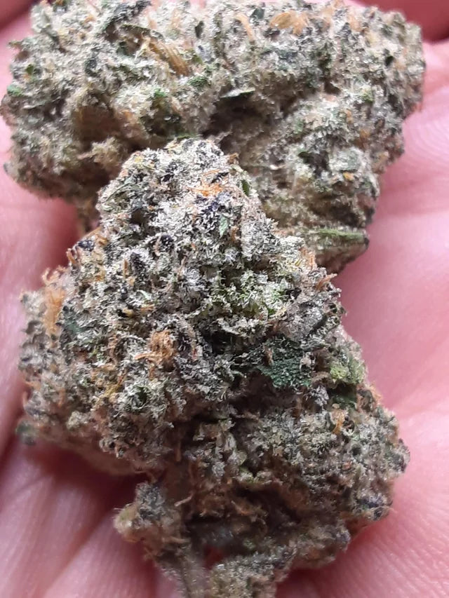 🍊🍍 ORANGE PINE JOINT