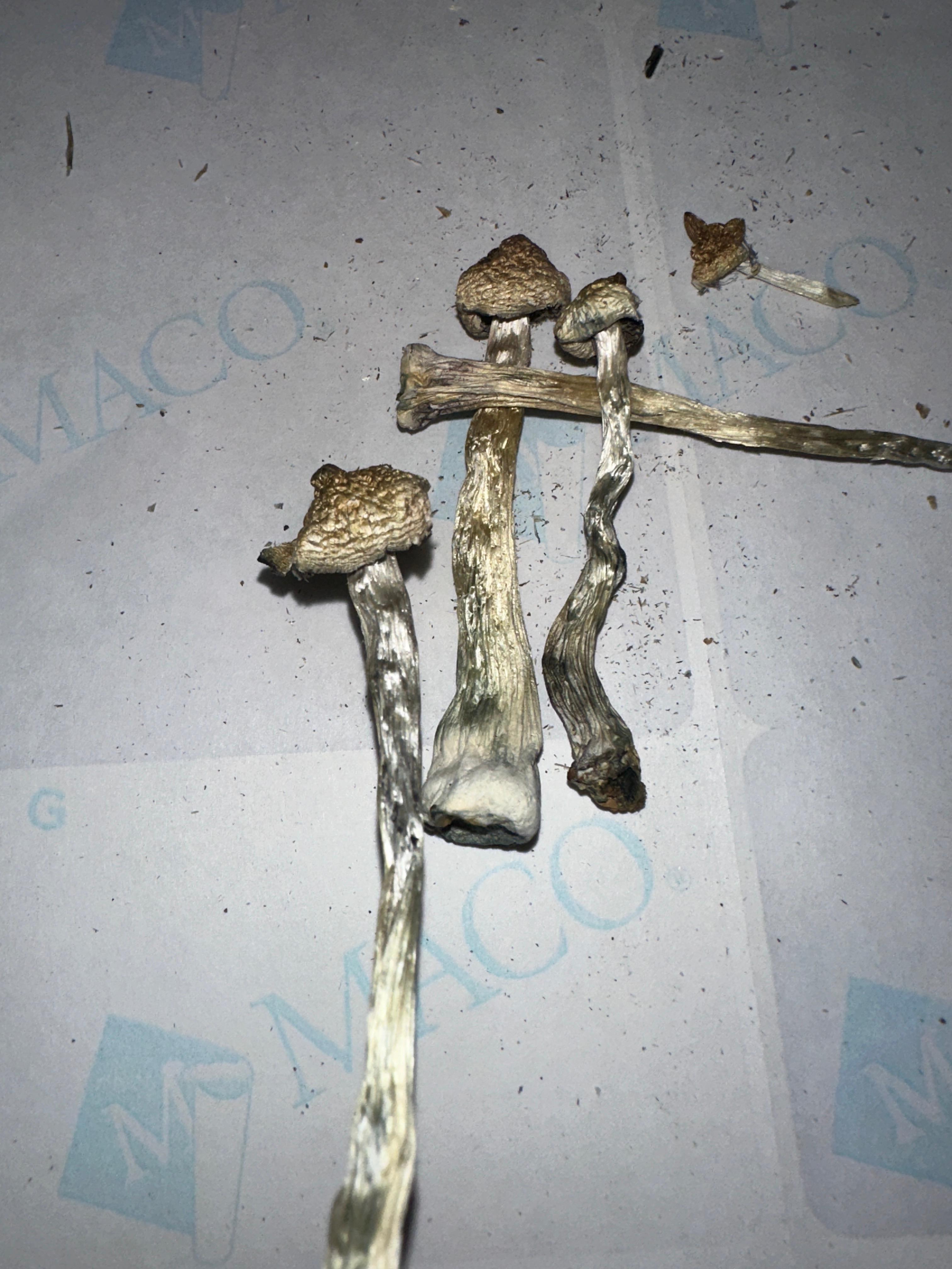 🍄🔹 BLUE ANGEL MUSHROOMS