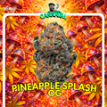 🍍 Pineapple Splash OG