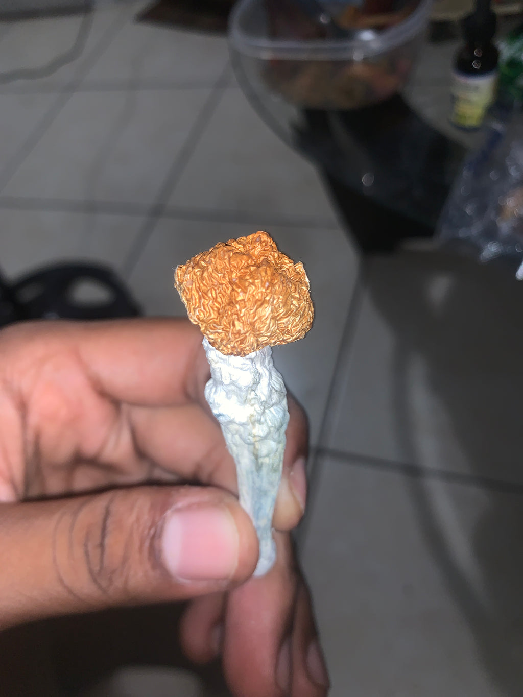 🍄 GOLD PULASKI MUSHROOMS