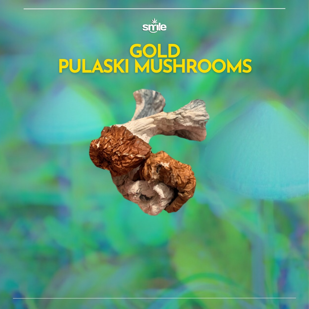 🍄 GOLD PULASKI MUSHROOMS