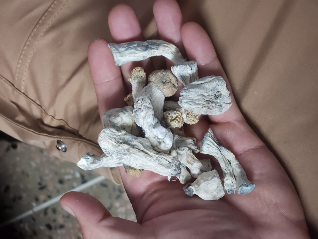 🍄 Albino Mushrooms