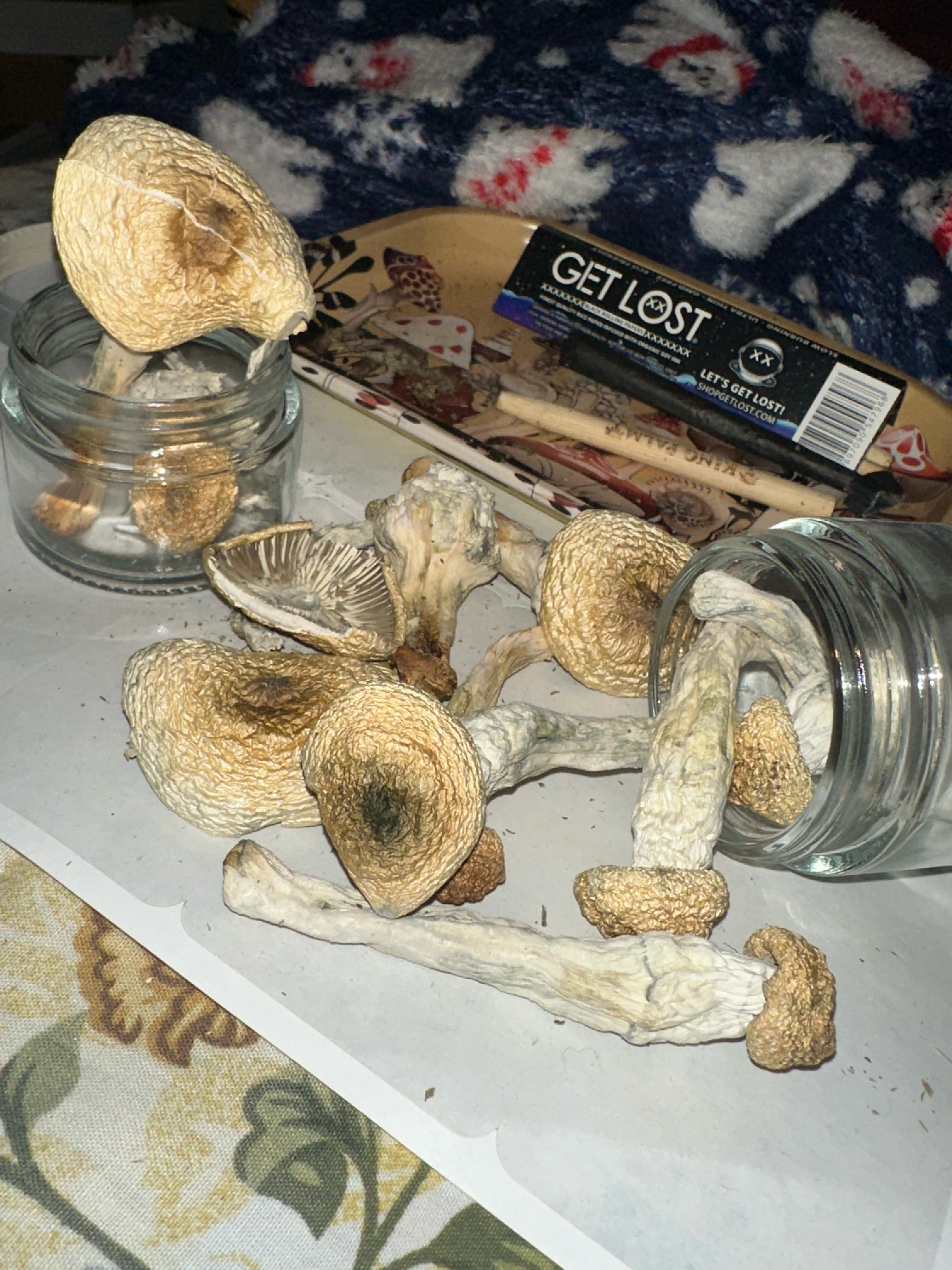 🍄 Albino Mushrooms