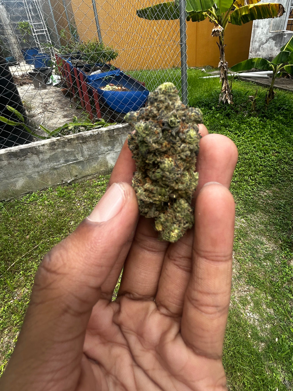 💨🇹🇹Trini 2 D Joint Special
