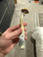 🍄 GOLD PULASKI MUSHROOMS