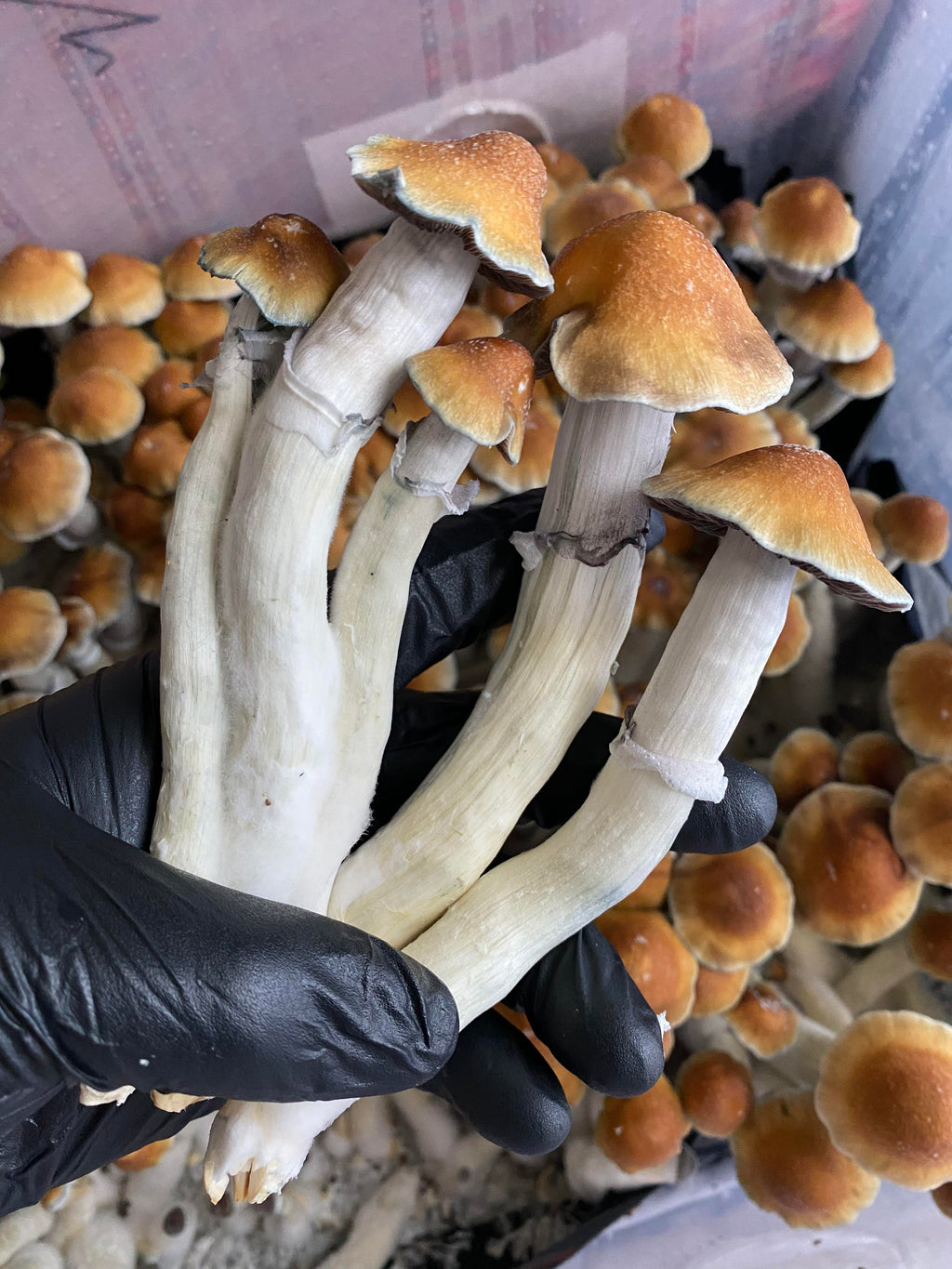 🍄 GOLD PULASKI MUSHROOMS
