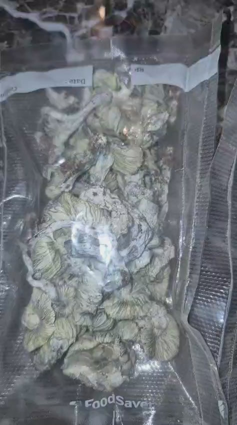 🍄 Albino Mushrooms