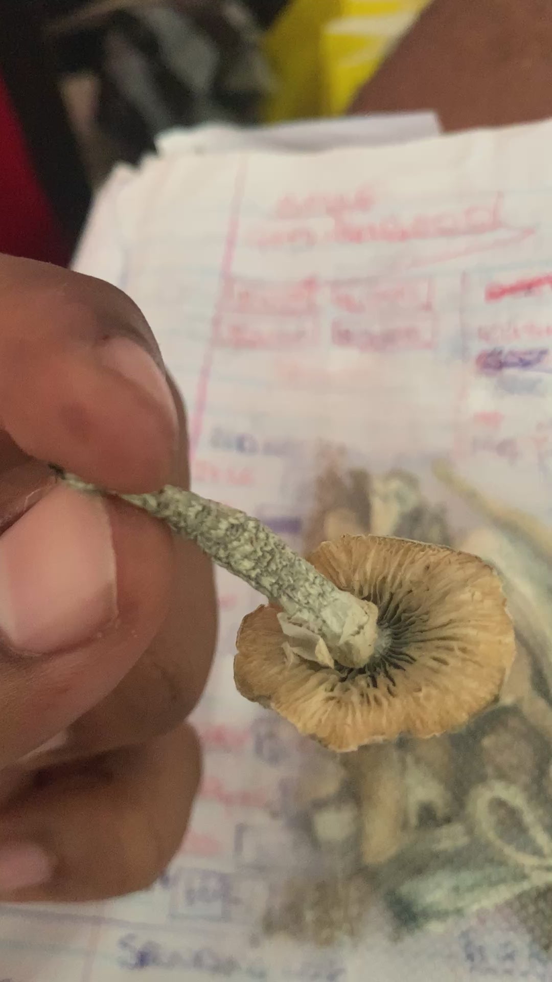 ALBINO PENIS ENVY MUSHROOMS🍄✨