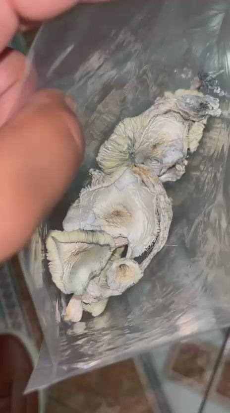 🎭🌈 Masqueraders Package