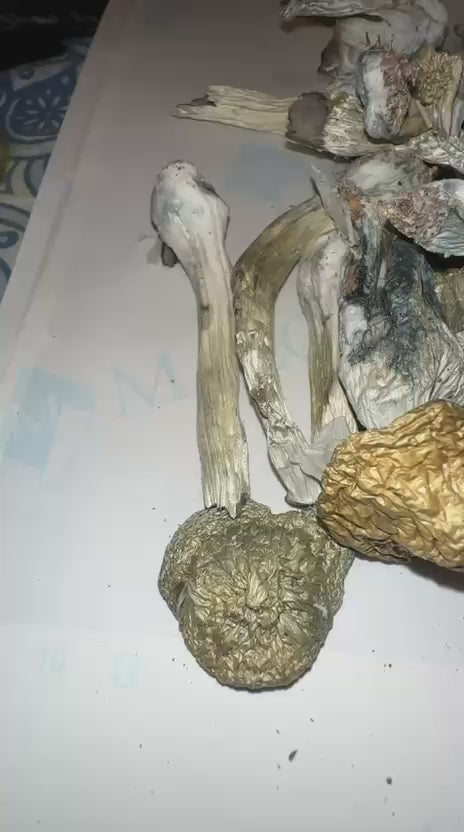 🍄🔹 BLUE ANGEL MUSHROOMS